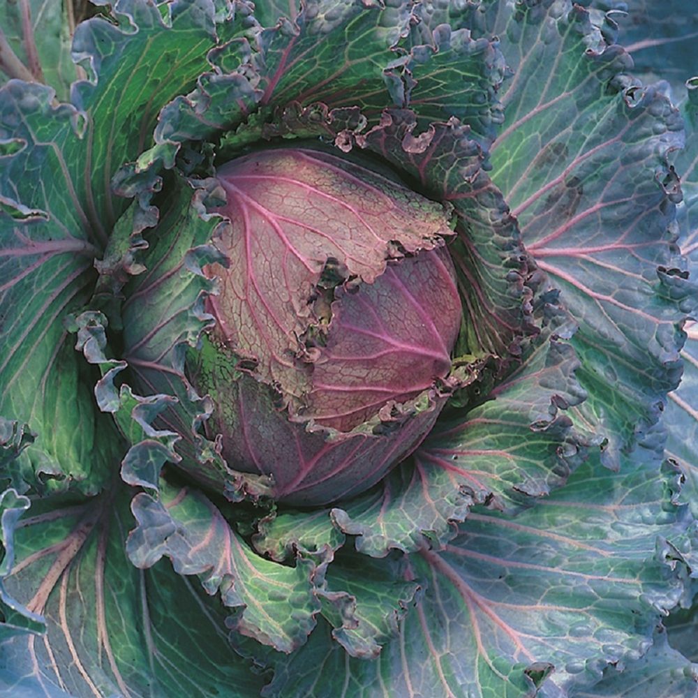 CABBAGE January King 3 Seeds